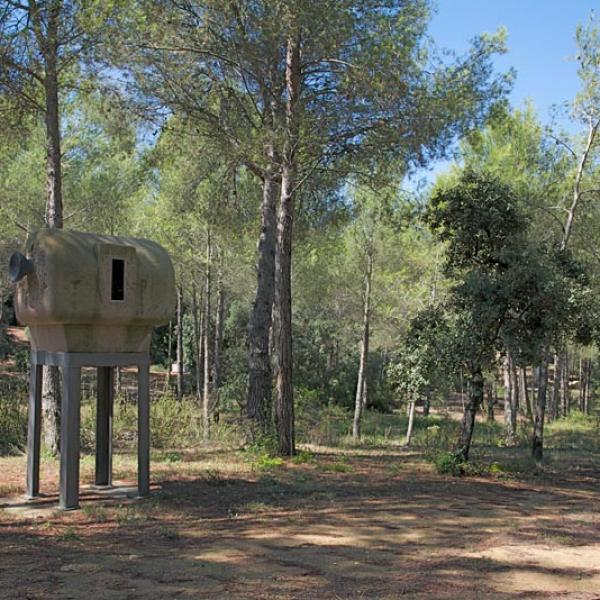 El bosc, els arbres.