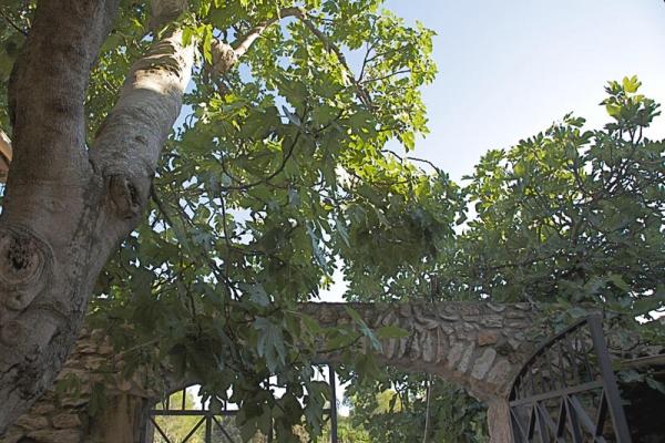 Encarnación: la higuera del placer