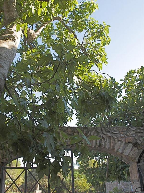 Encarnación: the fig tree of pleasure